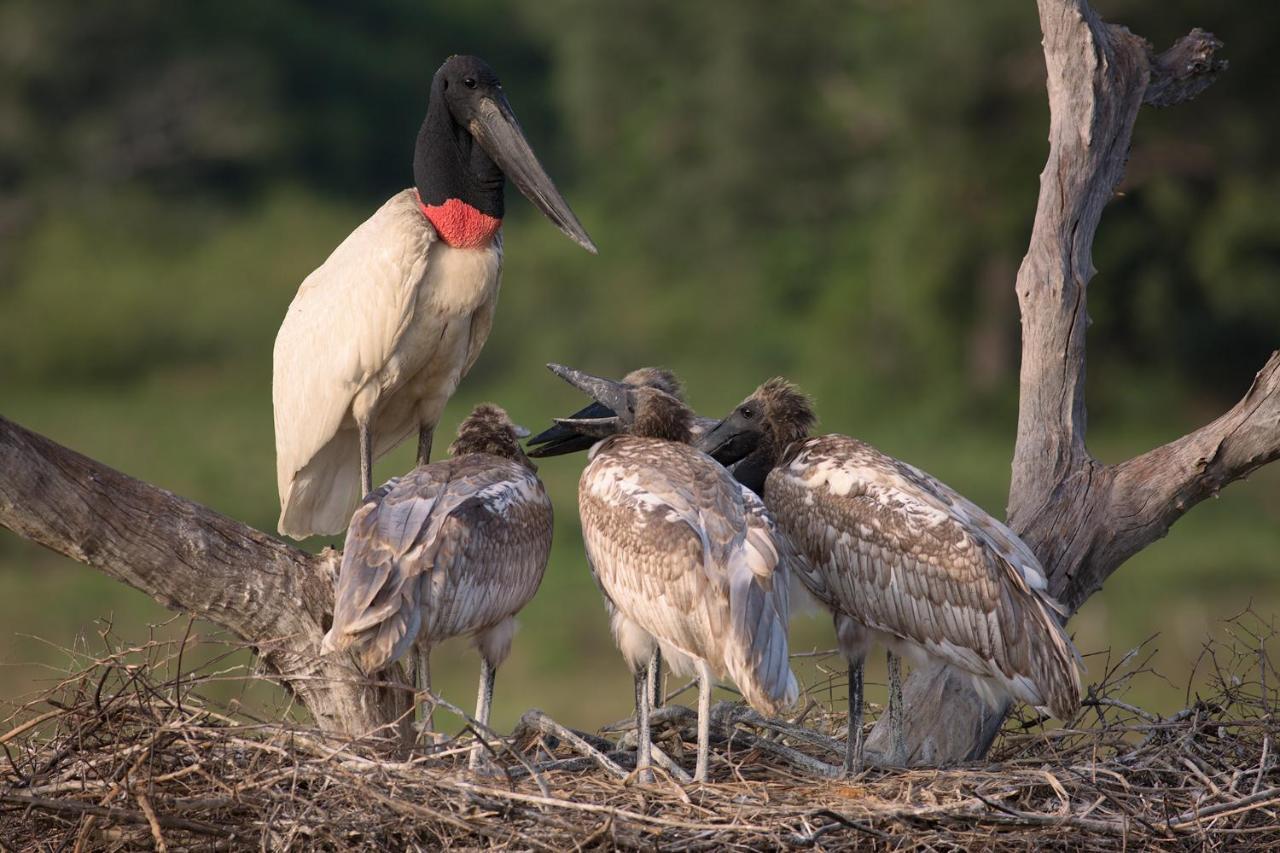 Southwild Pantanal Lodge Pixaim Екстериор снимка