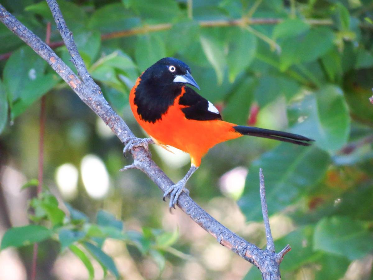 Southwild Pantanal Lodge Pixaim Екстериор снимка