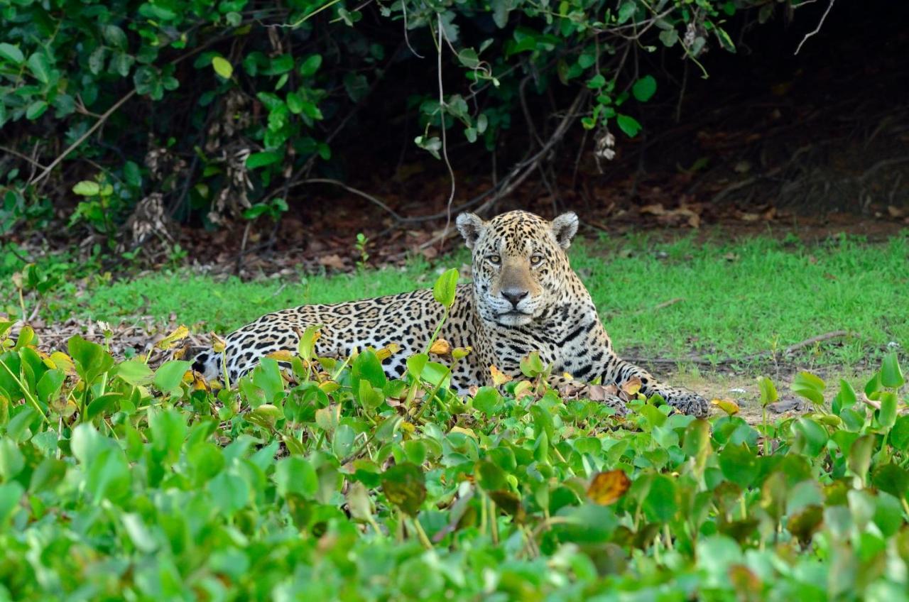 Southwild Pantanal Lodge Pixaim Екстериор снимка