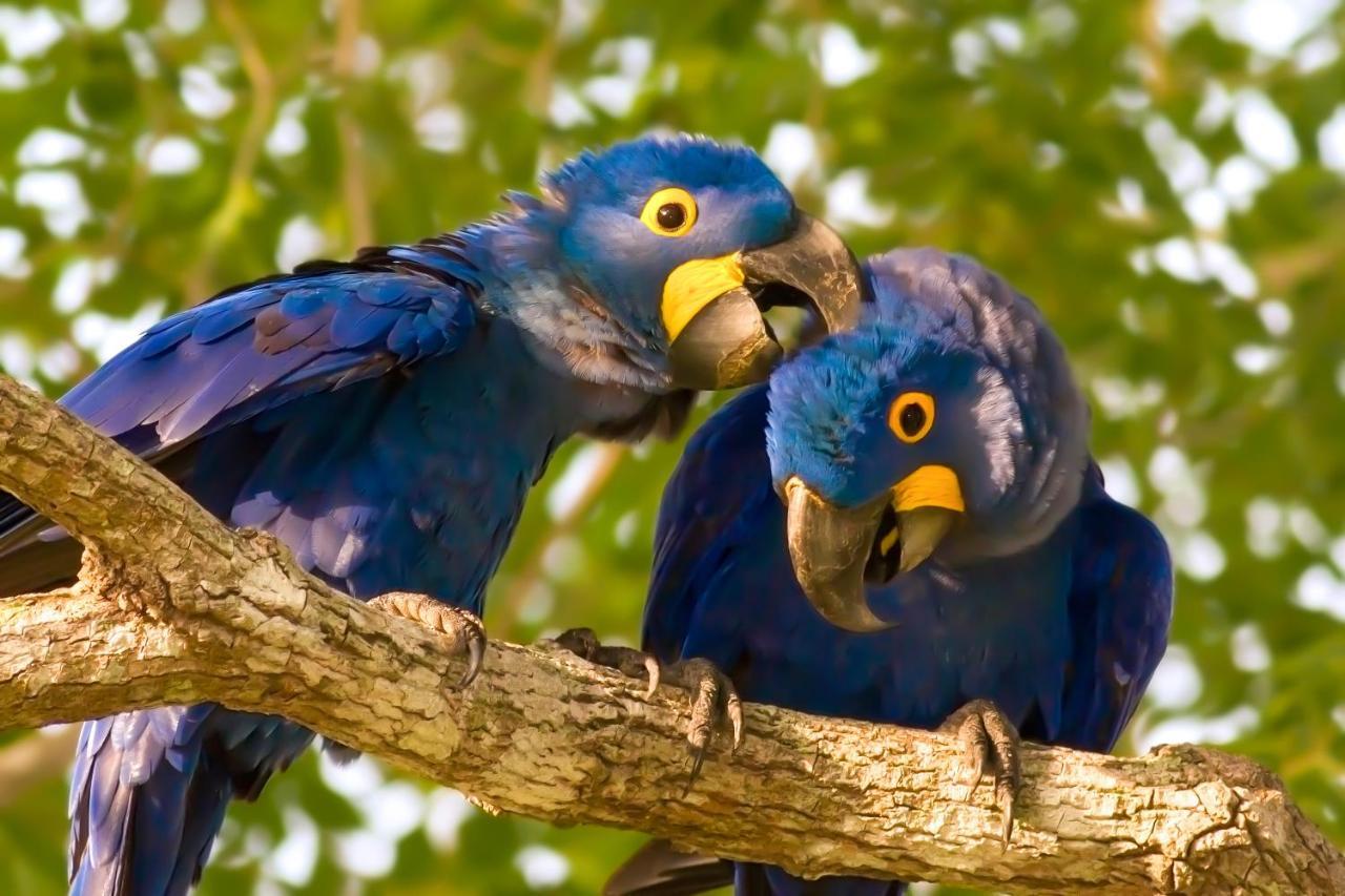 Southwild Pantanal Lodge Pixaim Екстериор снимка