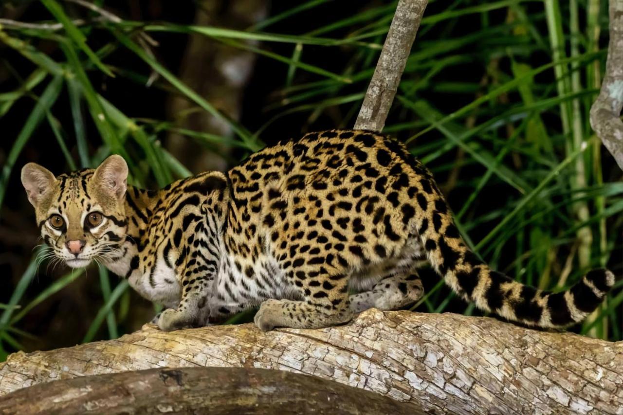Southwild Pantanal Lodge Pixaim Екстериор снимка