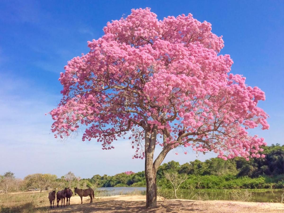 Southwild Pantanal Lodge Pixaim Екстериор снимка