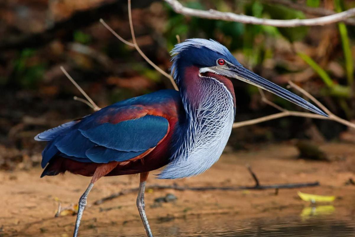 Southwild Pantanal Lodge Pixaim Екстериор снимка