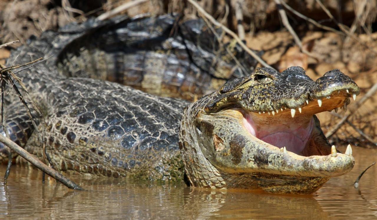 Southwild Pantanal Lodge Pixaim Екстериор снимка
