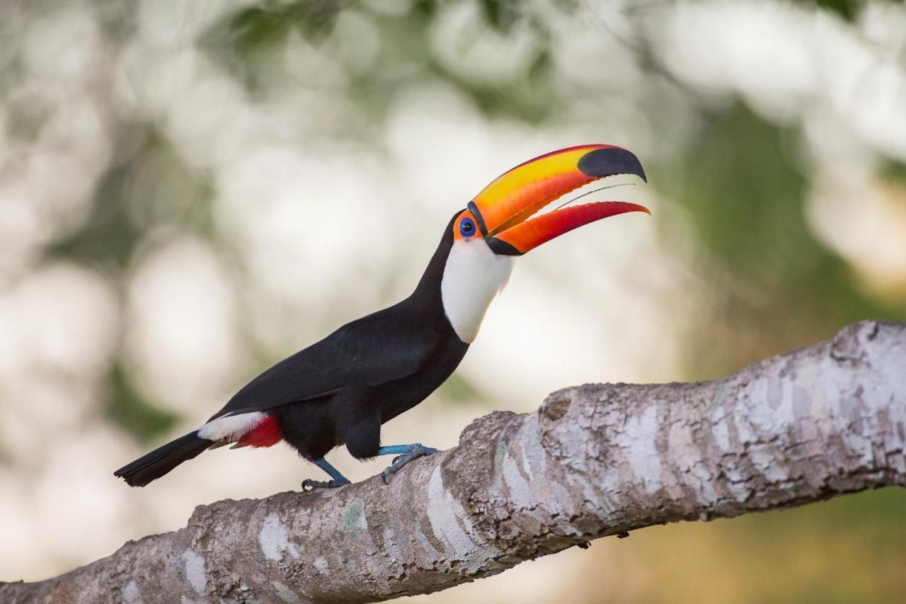 Southwild Pantanal Lodge Pixaim Екстериор снимка